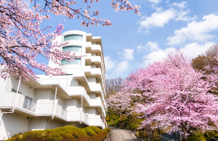 桜の景色